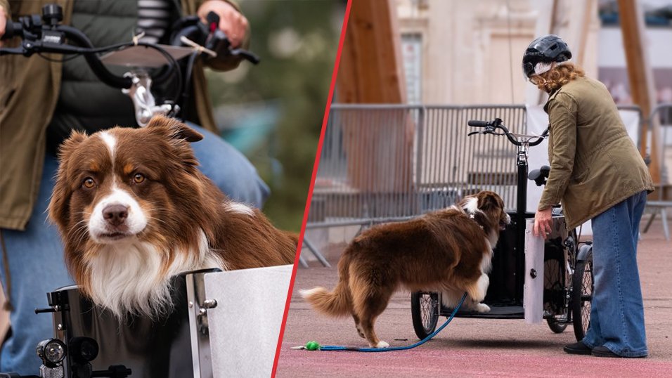 Un vélo cargo idéal pour s'offrir des balades au poil !