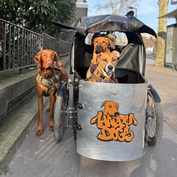 Happy Dogs